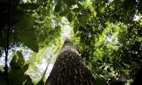 grande árvore na floresta
