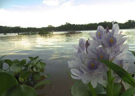 Reserva Biológica do Guaporé