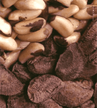 Castanhas sem casca (parte superior) e com casca. Foto: Reprodução/Folheto publicado pela Acre State Business Agency