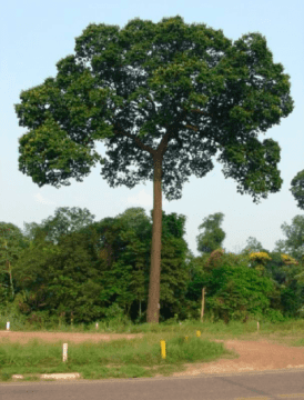 Exemplar de castanheira no munícipio de Marabá, sudeste do estado do Pará. Foto: Reprodução/Casa de Cultura de Marabá