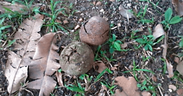 Ourico da castanheira apos a queda no solo. Foto-Jose Jonas Almeida-Arquivo pessoal_castanha-do-para