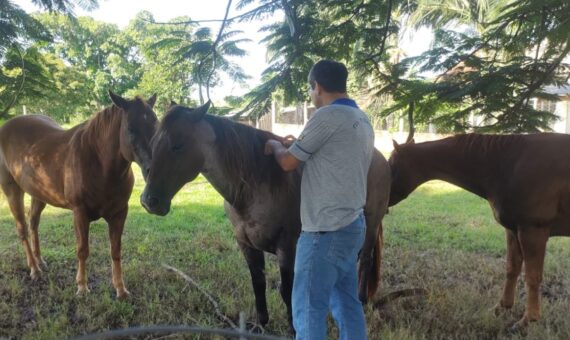 Medidas de controle e prevenção da raiva animal são reforçadas após confirmação de foco em Candeias do Jamari Medidas de controle e prevenção da raiva animal são reforçadas após confirmação de foco em Candeias do Jamari
