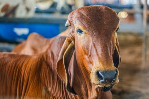 Atuação do governo de RO fortalece a pecuária; estado é líder em exportação de carne na Região Norte