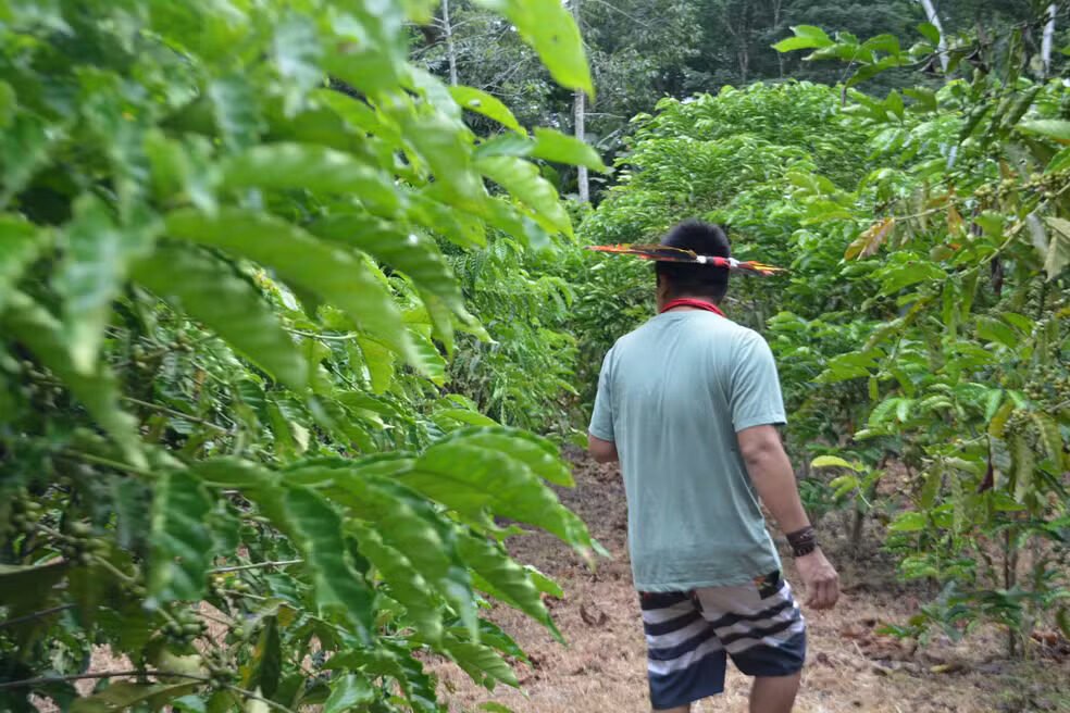 Cafezal-na-Terra-Indigena-Sete-de-Setembro-Foto-Emily-Costa-g1-RO