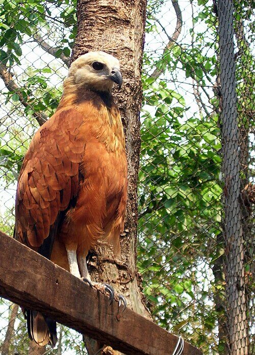 gavião-belo ajuda pescadores no amazonas