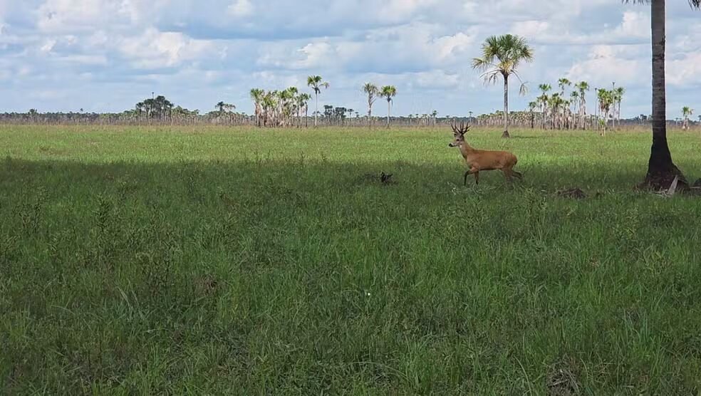 Cervo-do-pantanal em Rondônia