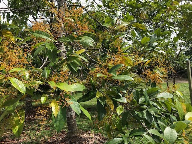 cultivo sustentável do pau-rosa