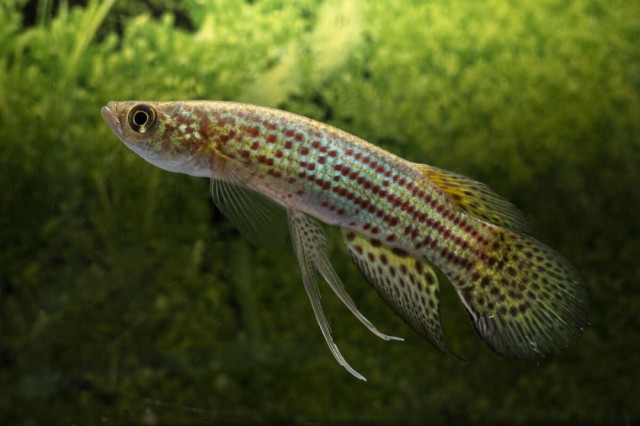 Peixe das nuvens: Exemplar do gênero Trigonectes coletado na Expedição Rivulídeos Amazônicos. Foto: Gustavo Fonseca