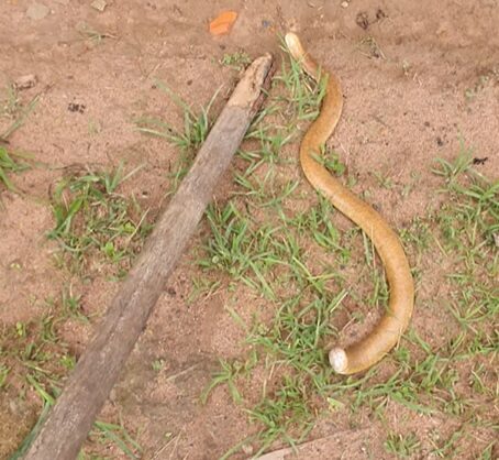 cobra de duas cabeças