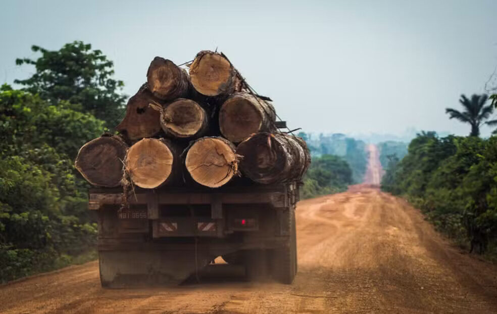 Extração legal de madeira cresce, mas atividade ilegal ainda é responsável por quase metade do total da atividade — Foto: Divulgação/Imazon