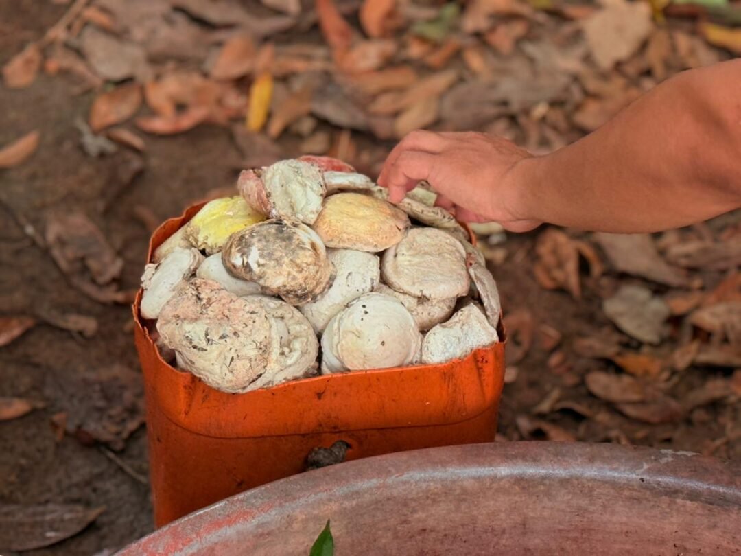 extracao_de_borracha-17.12.2025-Thiago_loureiro-resex_rio_cautario-2