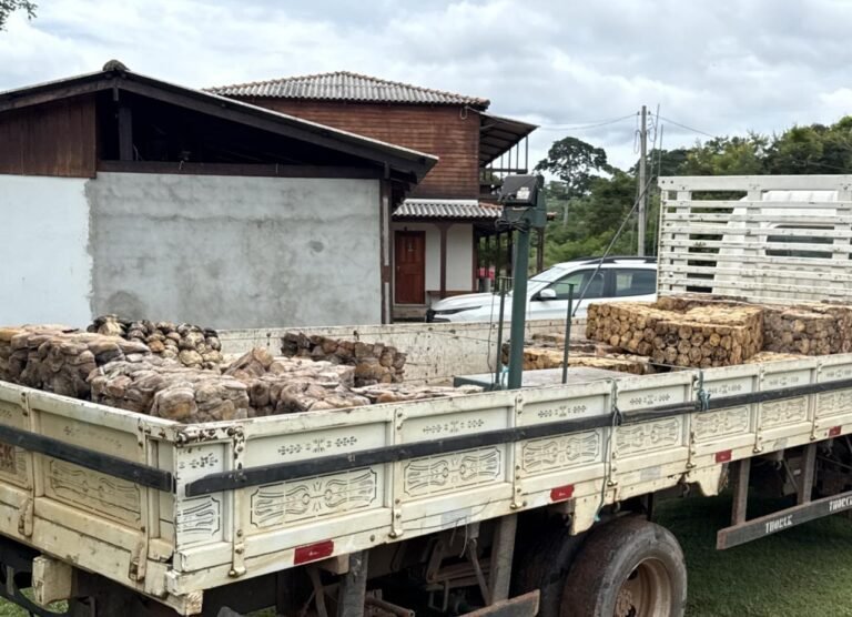 O dinheiro arrecadado será distribuído para as famílias extrativistas participantes da safra, fortalecendo a economia local. 