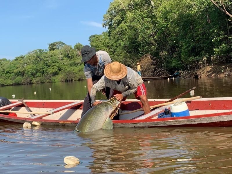 manejo de pirarucu no amazonas - selo