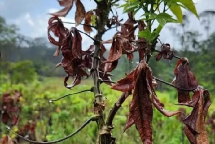 Vassoura-de-bruxa afeta plantações no Amapá desde 2023