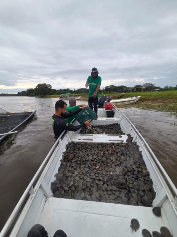 Projeto realiza soltura de 228 mil filhotes de tartaruga-da-Amazônia em Rondônia