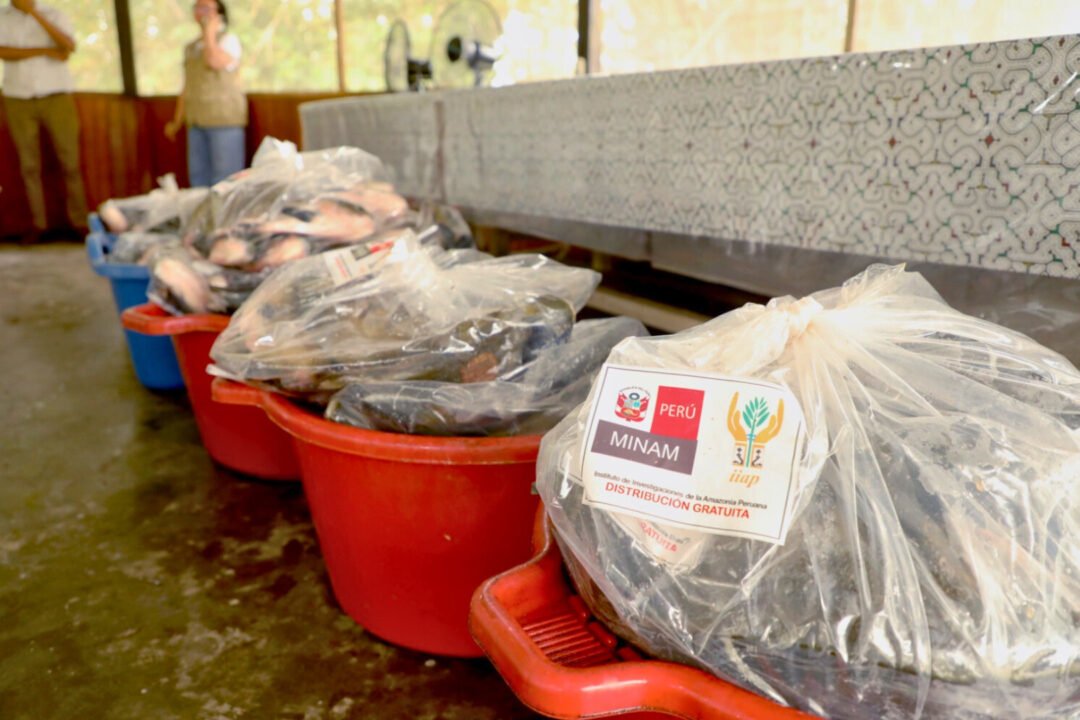 IIAP investe em produção de alevinos no Peru