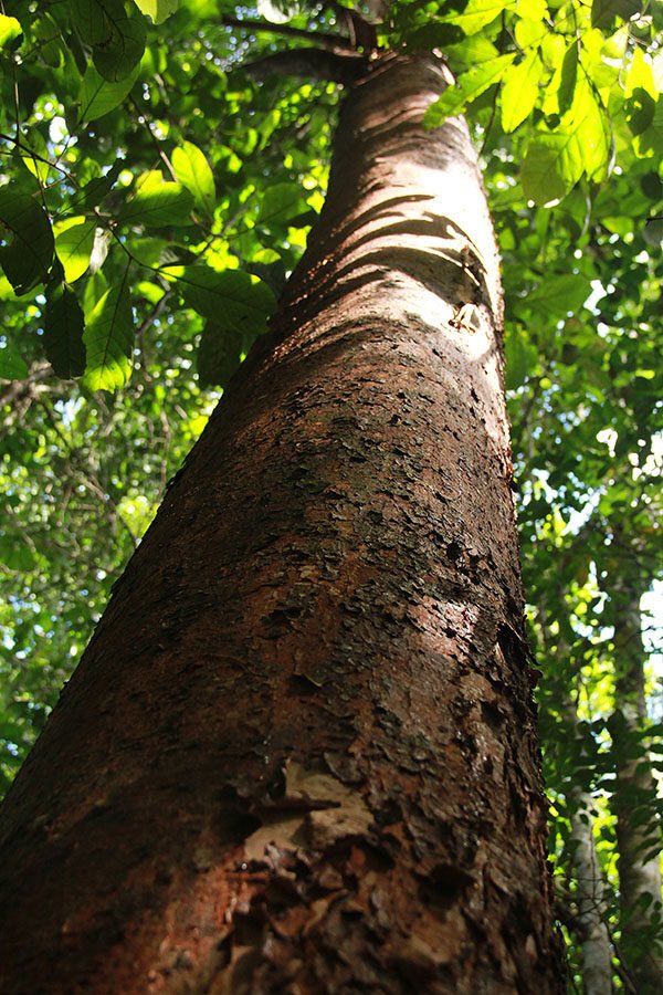 restauração florestal