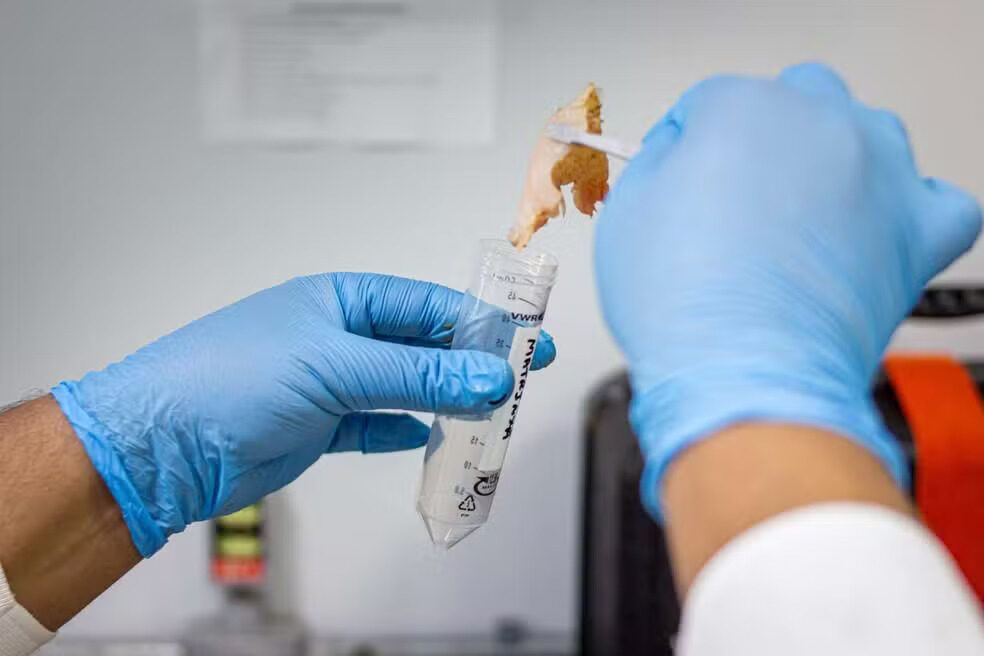 estudo detecta mercurio em peixes