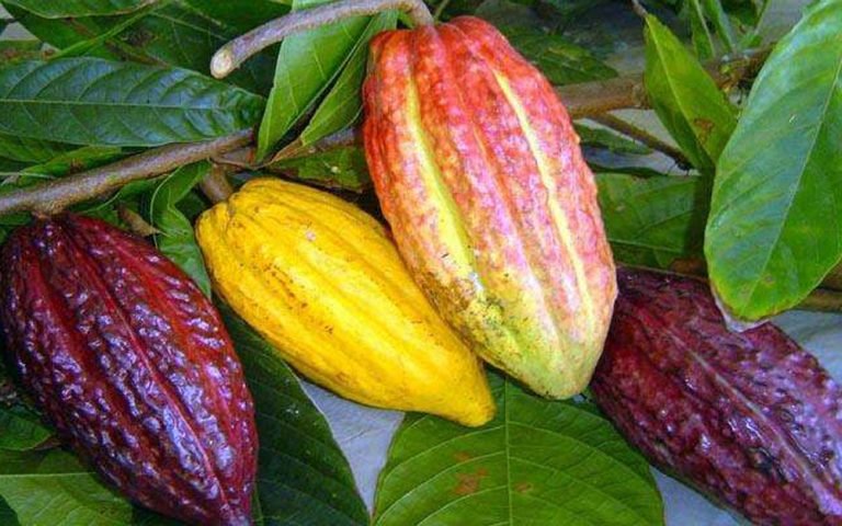 Cacau cultivado em Rondônia, no Brasil. - Sistemas agrícolas tradicionais