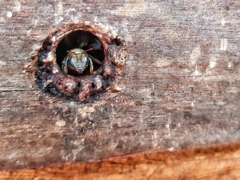 Abelha sem ferrão é responsável pela produção de mel no amapá