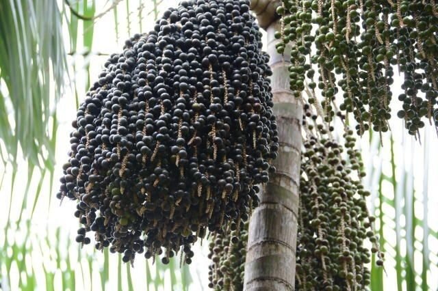 açaí do pará