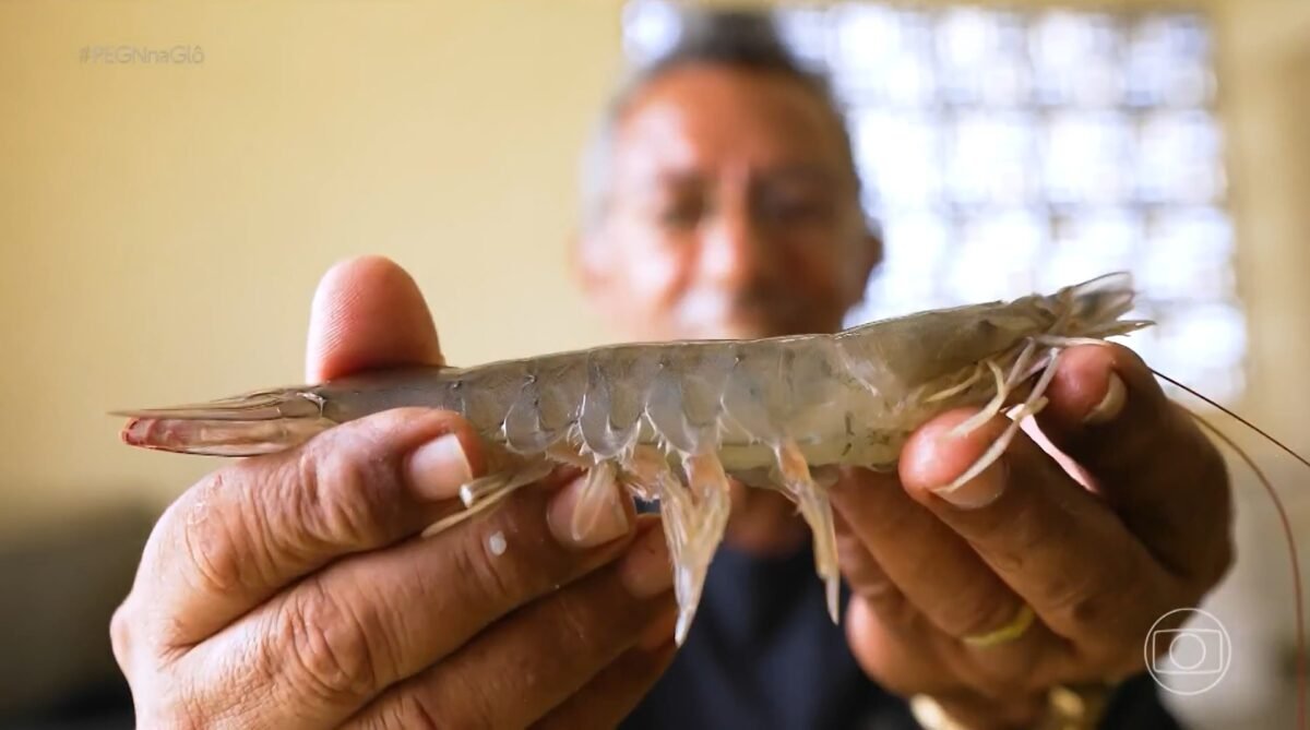 Do laboratório ao viveiro: tecnologia do RN impulsiona lucro de criadores de camarão Reprodução/Tv Globo