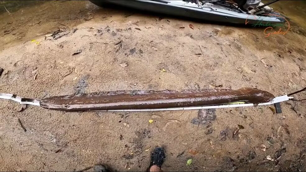 peixe eletrico rondonia Anderson Guedes