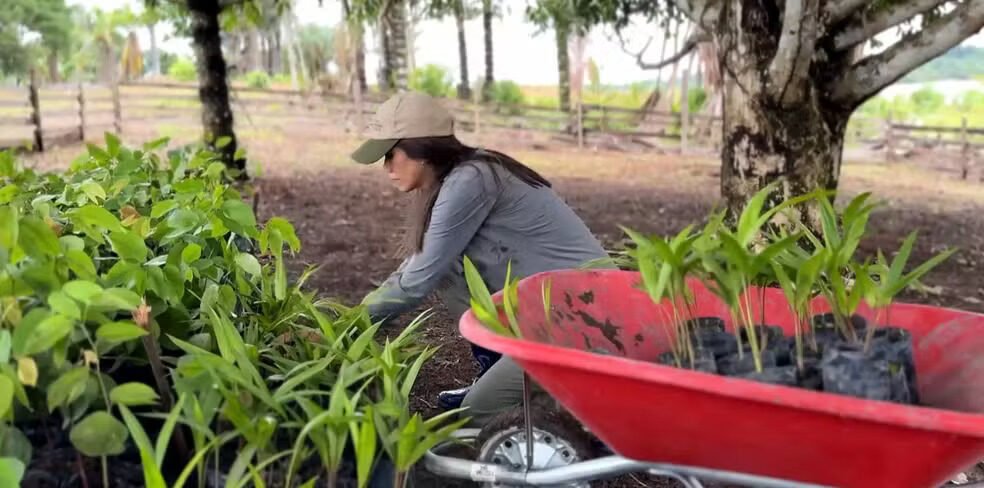 Projeto ajuda a transformar áreas degradadas em agroflorestas no Amazonas.