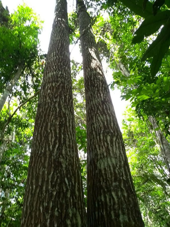 Castanheira foto Patrícia Costa embrapa