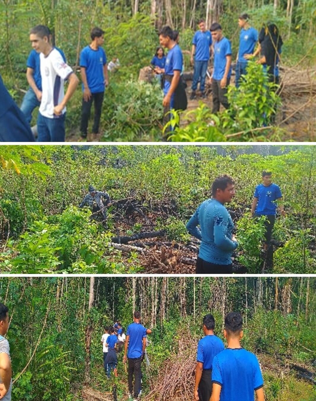 farinha de mandioca - pesquisa em barreirinha no amazonas