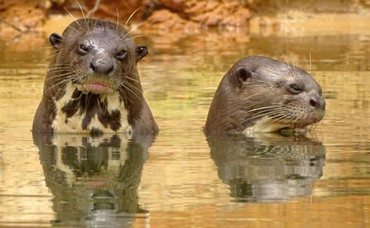 ariranhas registradas no parque do cantão, no tocantins