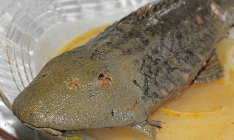 acari, peixe famoso na piracaia