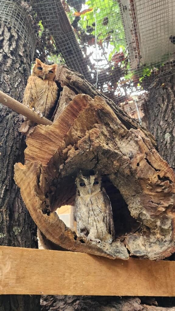 Guarda de animais silvestres: entenda como funciona o trabalho de cuidador voluntário no Mato Grosso