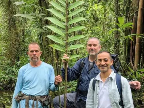 Zamia urarinorum agencia andina 1