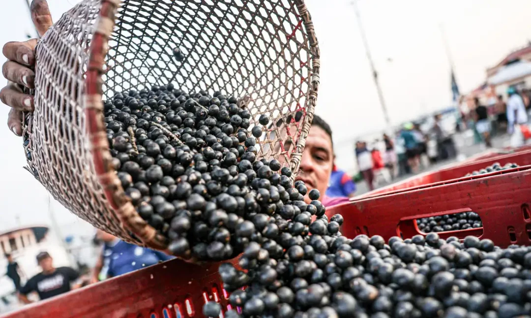 açaí do pará