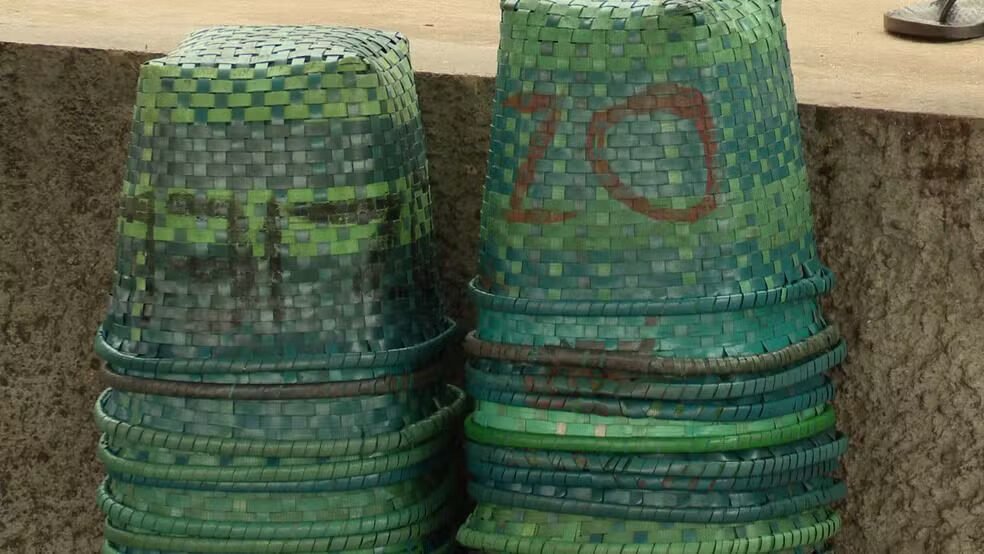 Chuvas dificultam colheita e reduzem em 40% oferta de açaí no Amapá