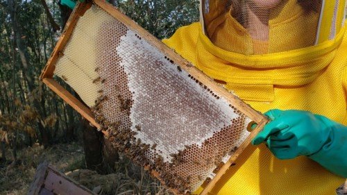 cooperacao-producao-de-mel-e-criacao-de-abelhas-e-fortalecido-com-integracao-regional