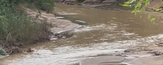 Onça-pintada é flagrada caçando na Estação Ecológica do Acre
