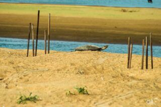 Tartarugas do Embaubal (PA): o santuário amazônico que salva a espécie