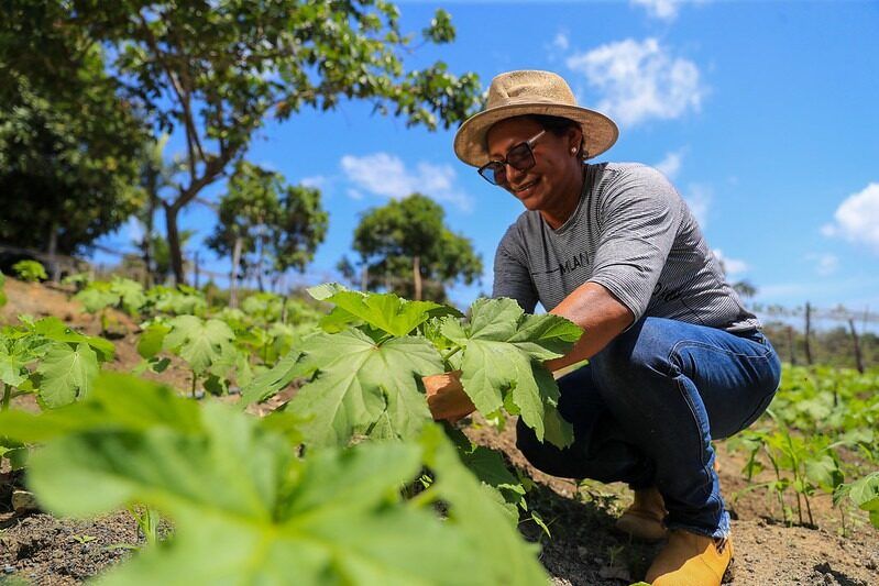 agricultura familiar amazonas brasil