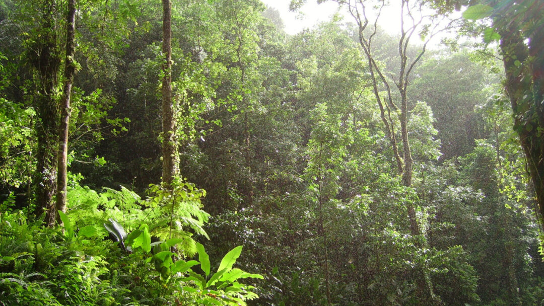 Imagem colorida mostra manejo da floresta tropical e seu clima