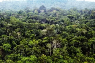Primeira lei ambiental do Brasil: qual é e o que mudou?