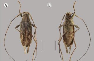 9 novas espécies de besouro descobertas na Amazônia peruana
