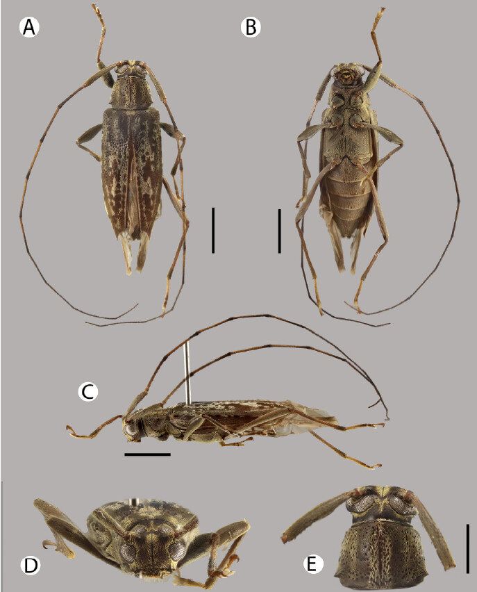 besouro Anisopodus forsythi, na amazonia peruana