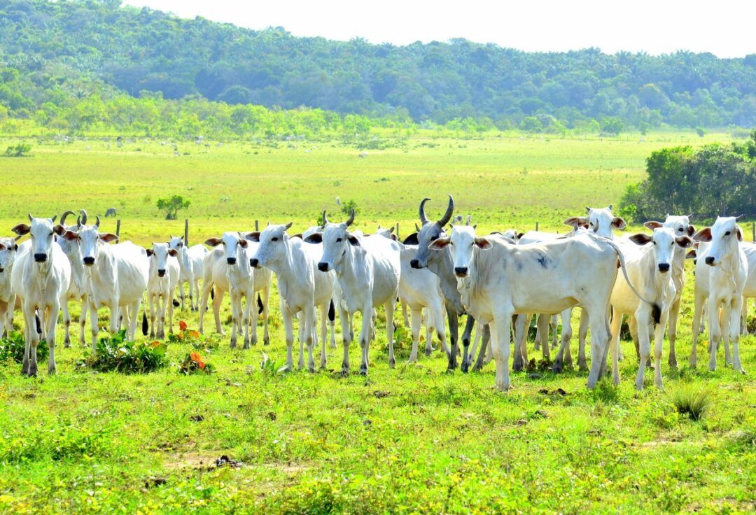 rebanho bovino