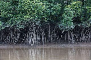 Manguezais no Amapá, Pará e MA: Ibama mapeia 1,2 milhão de hectares