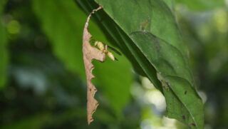 Vespa rara da Amazônia é encontrada em Belém: o que isso significa