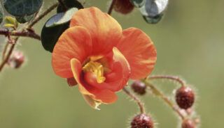 Leguminosas amazônicas: estudo revela origem em Rondônia e impactos na flora