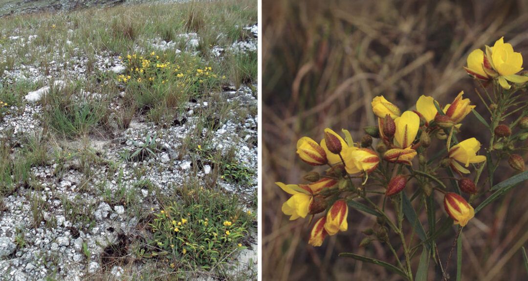 Imagem colorida mostra leguminosas olesiphyllacrommyotricha