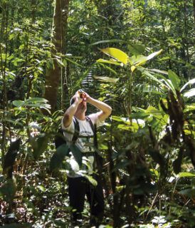 Amazônia e Andes: estudo mostra perda de árvores e o que isso significa
